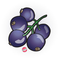 black-currant-by-wine-folly