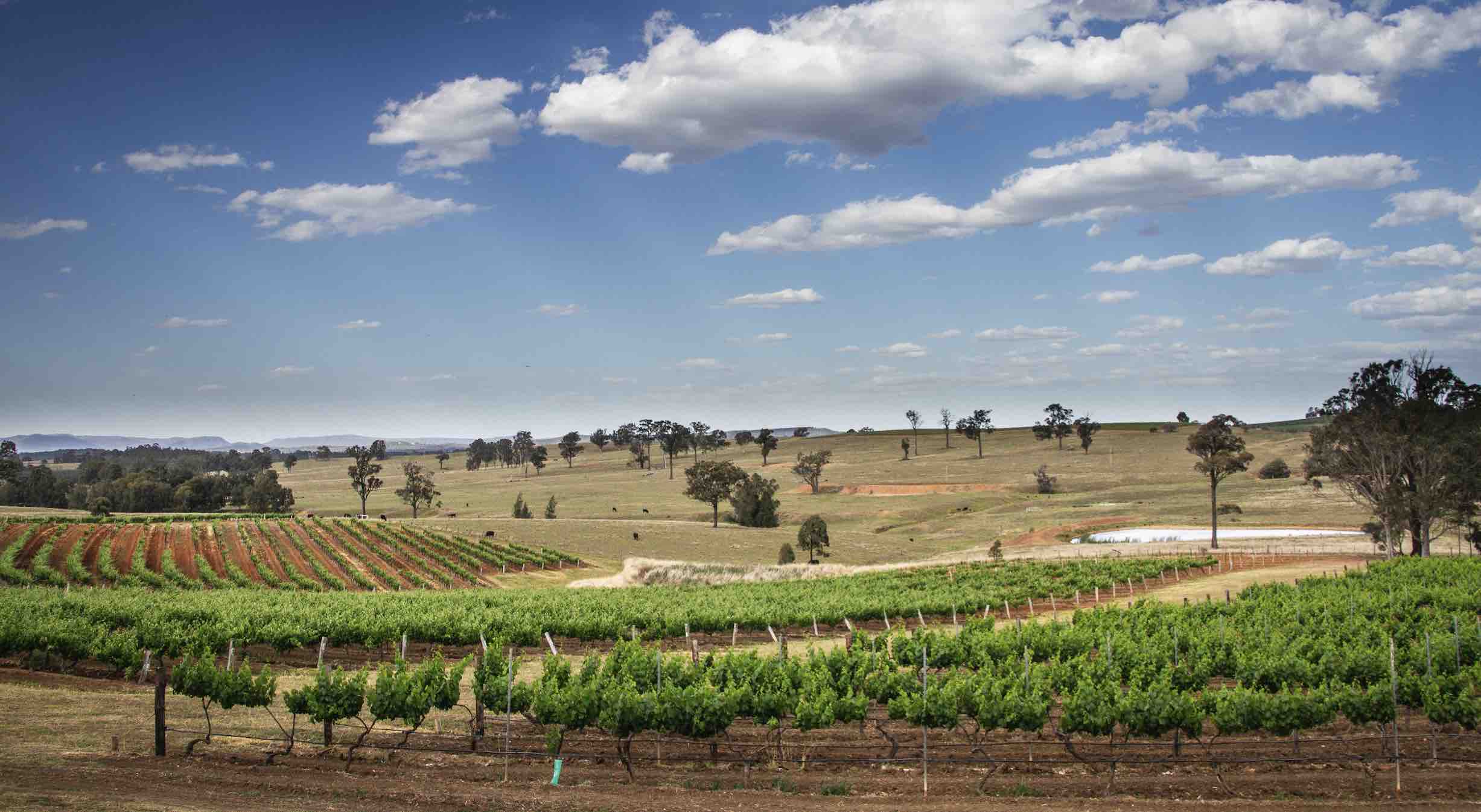 Photograph of vineyards planted in a row in Australia with blue sky and clouds